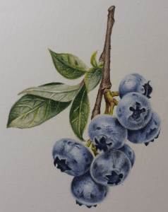 Blueberries study in colour pencil