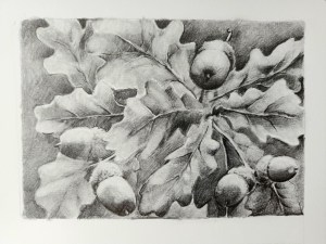 Oakleaves and acorns study in graphite pencil